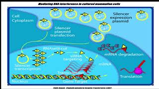 Antibody–oligonucleotide conjugates [upl. by Mariam425]