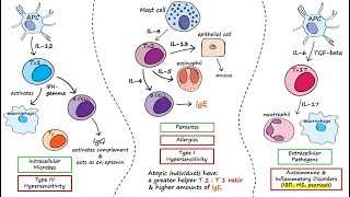 Helper T Cells [upl. by Lebanna507]