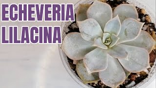 suculentas echeveria lilacina donsuculento [upl. by Dianna117]