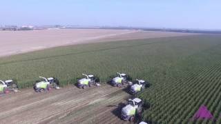 Fragoso Corn Harvest 4k DJI Inspire 1 Shoot [upl. by Ecyarg391]