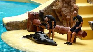 Loro Parque Sea Lion Show 1080p HD [upl. by Eikcin]