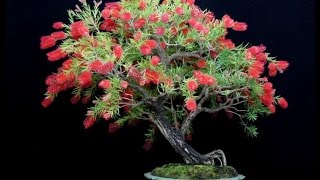 Callistemon viminalis  Australian Native Plants as Bonsai [upl. by Nimsaj]