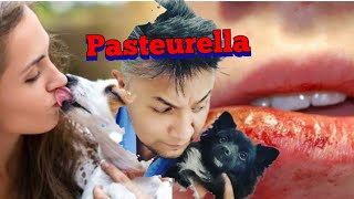 ¿Qué ENFERMEDAD produce la Pasteurella [upl. by Cesaria]