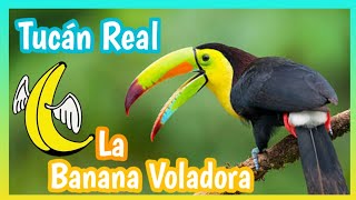 TUCAN REAL VOLANDO ♥️  Cortejo Características Canto y Mas ☑️ [upl. by Llebiram]