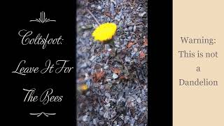 Coltsfoot Leave It To The Bees SUBSCRIBE✅ LIKE👍 RING BELL🔔 SHARE  THANKS💖 [upl. by Ide]