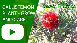 Callistemon plant  growing and care [upl. by Assener698]