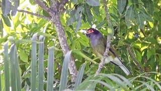 The call of the Australasian Figbird [upl. by Kit393]