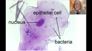 Prokaryote amp Eukaryote Cells [upl. by Anirod967]