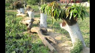 Reviving Indias old mango orchards [upl. by Laurens]