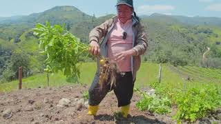 Así coseché las PAPAS chauchas en el campo  Caminos de Luchito [upl. by Agostino]