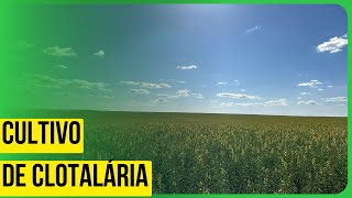 Cultivo de crotalária melhora a fertilidade do solo [upl. by Averir]