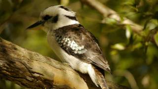 Kookaburra Dacelo novaeguineae in a Tree  Jägerliest im Baum 1 [upl. by Kciwdahc]