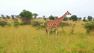 Murchison falls national park [upl. by Kari575]