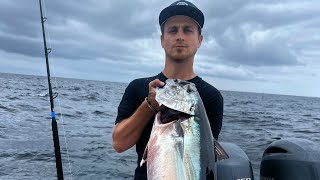 Plunker bite Bluefin Fishing Off San Clemente Island [upl. by Atinav]