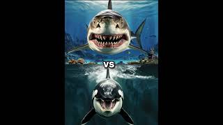 Killer Orca Whale vs Megalodon vs  Dolphin shark blue whale turtle seal octopus [upl. by Sexton]