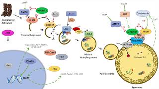 Macroautophagy  Regulation During Feeding Fasting and Starvation [upl. by Mathew162]