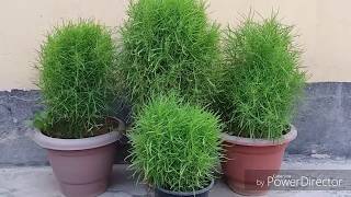 How to grow and care for kochia  burning bush [upl. by Wagner]