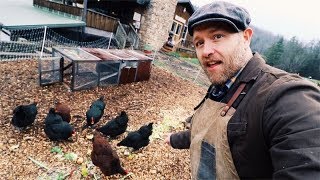 How I feed SIX Chickens for FREE [upl. by Ylloj]