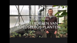 Simpele tips voor het vermeerderen van je voedselbos planten [upl. by Mechelle980]