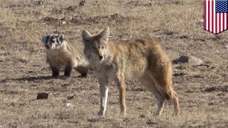 Badger and coyote Animal pair team up as rare interspecies hunting duo in Colorado  TomoNews [upl. by Smaoht180]