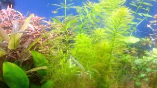 Parrots Feather Myriophyllum aquaticum [upl. by Venator]