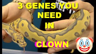 3 Genes you Need In Your Clown Ball Python Projects [upl. by Tann]