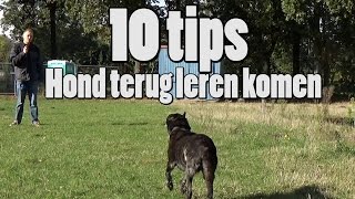 Dog School 10 Tips voor loslopende honden terug te leren komen [upl. by Aric]