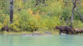 Alaskan Coastal Brown Bear sow with cub attacks unaware sow [upl. by Lizzie]