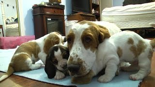 Basset Hound Mom Protects Pups from Grandpa Very Precious [upl. by Eimaraj]