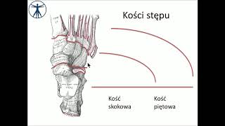 Kości stopy i staw skokowy wstęp PL [upl. by Nesto]