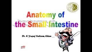 Anatomy of the Small Intestine  Dr Yusuf [upl. by Shandie]