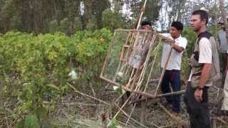 600 Whitewinged Parakeet released [upl. by Mindy]