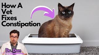 How a Vet fixes the constipated CAT [upl. by Knowles]