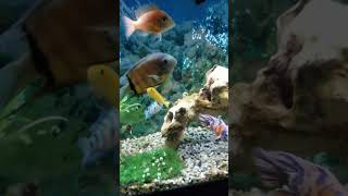 beautiful Aulonocara nyassae and siklets fishtank aquariumsetup oscarfish siklets cichlid [upl. by Anatole]