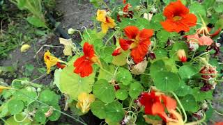 HOW TO EAT NASTURTIUMS QUICK TIPS [upl. by Nylakcaj]