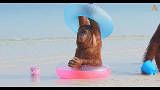 Animalia Orangutans Rambo Prince and Freddie hit the beach [upl. by Harty]