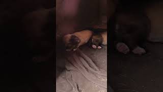 Puppy Drama Barking Crying and Fighting for Moms Milk puppies dog shorts [upl. by Tirb]