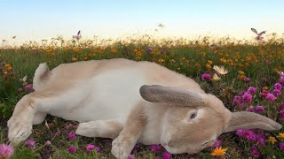 Bunny FLOP Compilation bunny freeroamrabbit rabbit [upl. by Lejeune]