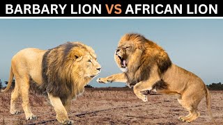 Barbary Lion VS African LionWhich one would win [upl. by Oidacra811]