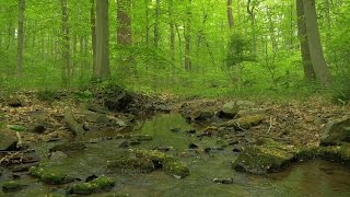 90 Minutes of Woodland Ambiance  Nature Sounds Series 9  Trickling Stream amp Bird Sounds [upl. by Lyrrad]