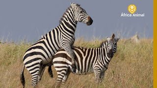 A REPRODUÇÃO DE ZEBRAS  ÁFRICA ANIMAL [upl. by Newton631]