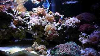 20 gallon Long Nano Reef Tank Saltwater Aquarium [upl. by Horacio]