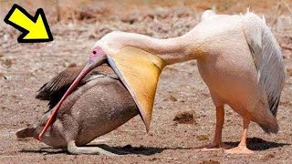 ¿Aves Que Comen a otras Aves ¡Quedaras Sorprendido  Pelicano Gaviota etc [upl. by Murray]