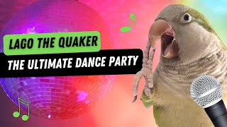 Quaker Parrot Dancing  The Ultimate Bird Dance Party  Lago the Quaker [upl. by Levana]