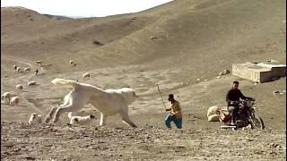 Shepherd and children following the sheep [upl. by Allecnirp598]