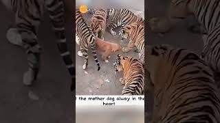 emotional story tiger animals dog [upl. by Ettenim102]