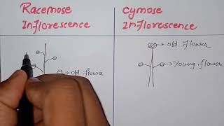 what is inflorescence  Difference between cymose and racemose inflorescencebiology class 11th [upl. by Alithea689]