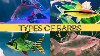 Types of BarbsCharacins  Tinfoil Barb  Phoenix Barb  Denison Barb  Lemon Barb  Filament Barb [upl. by Eelimaj]