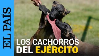 MÉXICO  Así entrenan los perros del Ejército Mexicano  EL PAÍS [upl. by Stretch]