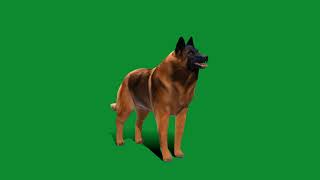 Belgian Shepherd Tervuren Dog [upl. by Villiers]